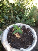 IMG_20180809_064759.jpg