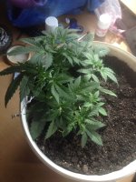 IMG_0584.JPG