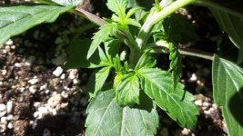 20180809_132159.jpg