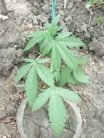 IMG_20180809_194814.jpg
