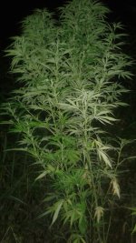 20180809_013445.jpg 20180809_013445.jpg