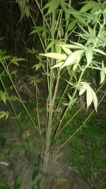 20180809_013701.jpg 20180809_013701.jpg