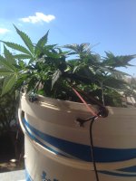 IMG_0602.JPG