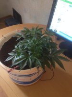 IMG_0606.JPG