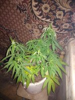 IMG_20180811_230304.jpg