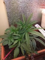 IMG_20180812_200725.jpg