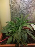 IMG_20180812_200718.jpg