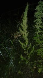 20180809_013801.jpg 20180809_013801.jpg