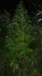 20180809_013825.jpg 20180809_013825.jpg