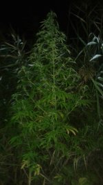 20180809_013821.jpg 20180809_013821.jpg