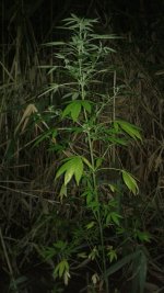 20180809_014200.jpg 20180809_014200.jpg