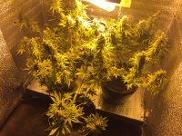 guerrilla-diesel-ryder-MrPanda-ganjalive-2.jpg