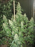 guerrilla-diesel-ryder-массяня-ganjalive-5.jpg