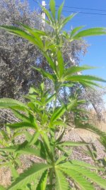 20180815_102419.jpg