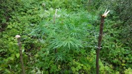 20180815_195854.jpg