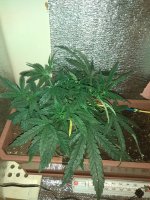 IMG_20180816_201041.jpg