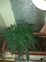 IMG_20180816_201054.jpg