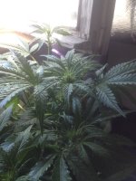 IMG_0652.JPG