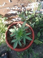 IMG_20180817_081804.jpg