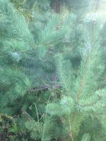 IMG_0668.JPG