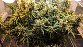 Kali Mist_124_01.jpg