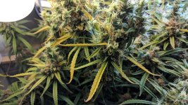 Kali Mist_124_02.jpg