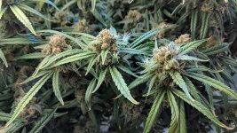 Kali Mist_124_03.jpg