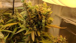 Kali Mist_124_04.jpg