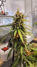 Kali Mist_124_05.jpg