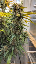 Kali Mist_124_06.jpg