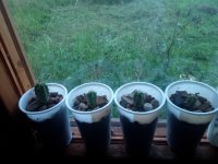 IMG_20180819_192818.jpg