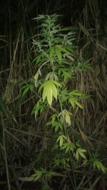 20180823_013808.jpg 20180823_013808.jpg
