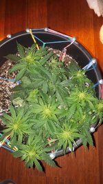 20180823_195606.jpg