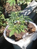 IMG_20180823_082333_BURST002.jpg