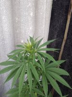 IMG_20180824_071723.jpg