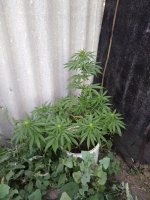 IMG_20180824_071655.jpg
