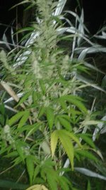 20180821_023549.jpg