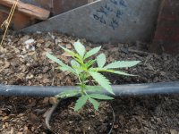 DSCN5758.JPG