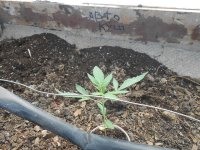 DSCN5718.JPG