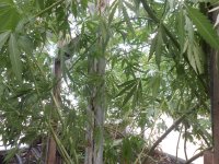 DSCN5751.JPG