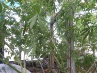 DSCN5752.JPG