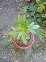IMG_20180826_075923.jpg