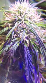 20180828_055341.jpg