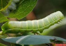 Без названия.jpg