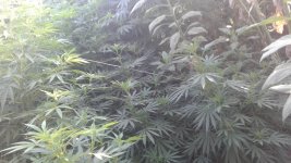 20180828_073033.jpg