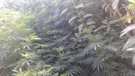 20180828_073036.jpg