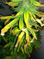 IMG_20180831_164027.jpg