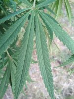 IMG_20180831_190223.jpg
