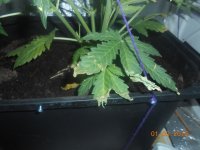 DSCN5335.JPG