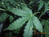 DSCN5337.JPG